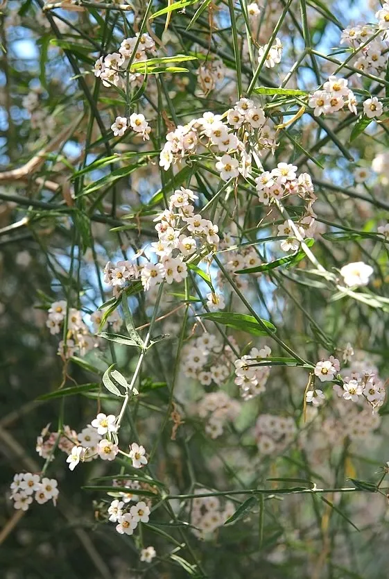Euphorbia xanti
