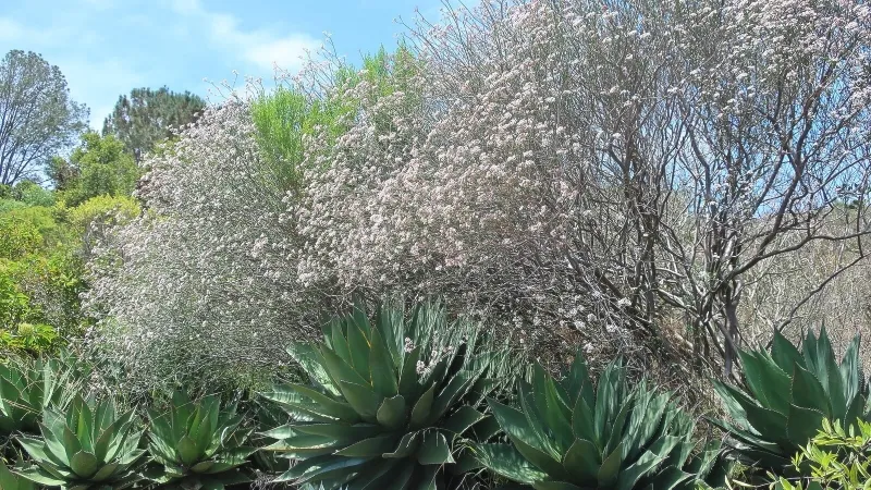 Euphorbia xanti, foto 2