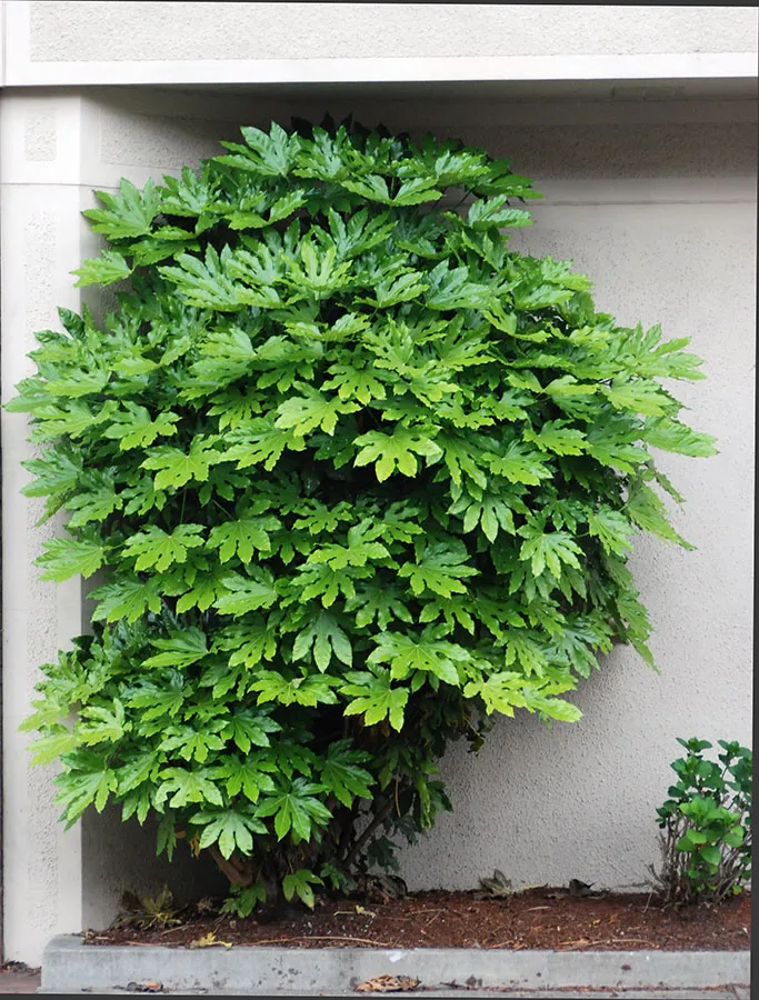 Fatsia japonica, foto 2