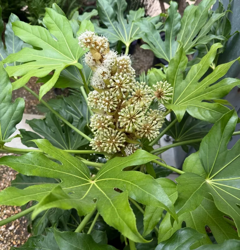 Fatsia japonica, foto 3
