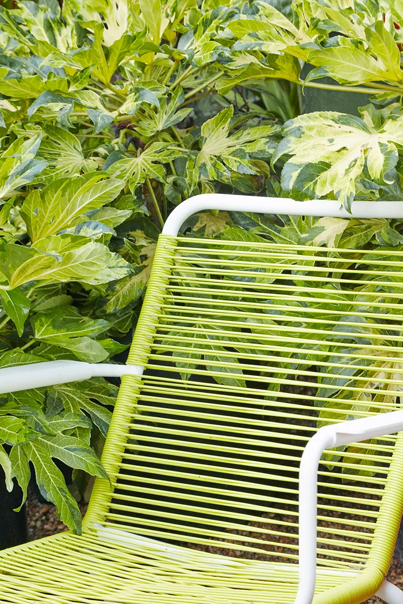 Fatsia japonica ‘Murakumo Nishiki’