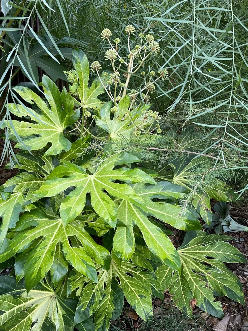 Fatsia japonica ‘Murakumo Nishiki’, foto 2