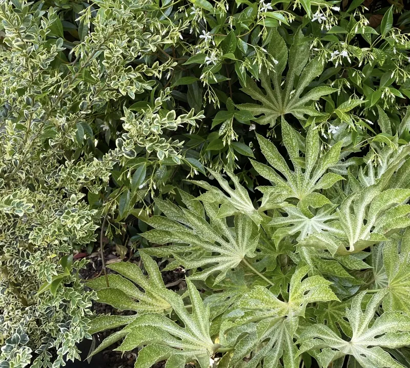 Fatsia japonica ‘Spider’s Web’