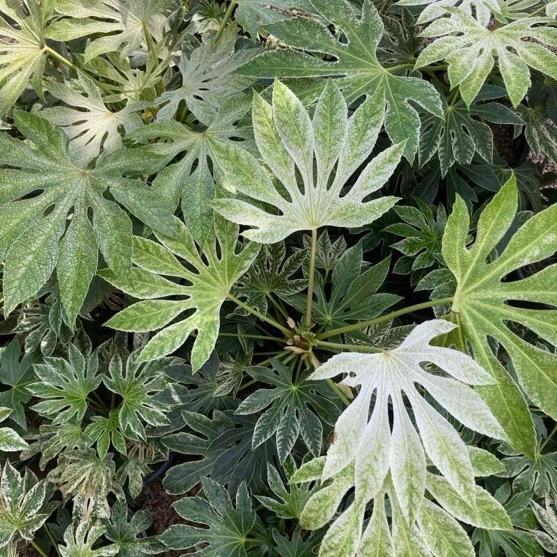 Fatsia japonica ‘Spider’s Web’, foto 2