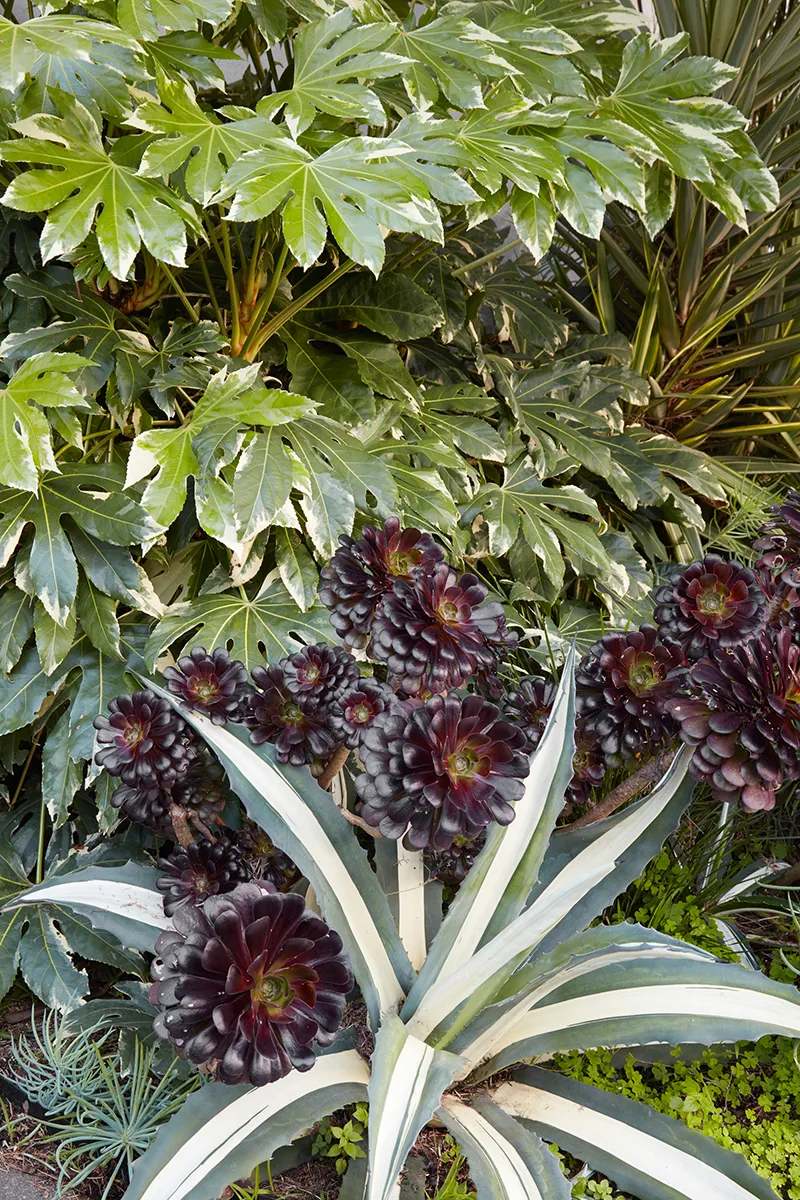 Fatsia japonica ‘Variegata’
