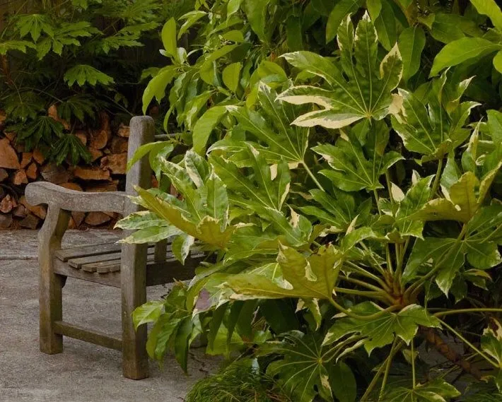 Fatsia japonica ‘Variegata’, foto 2