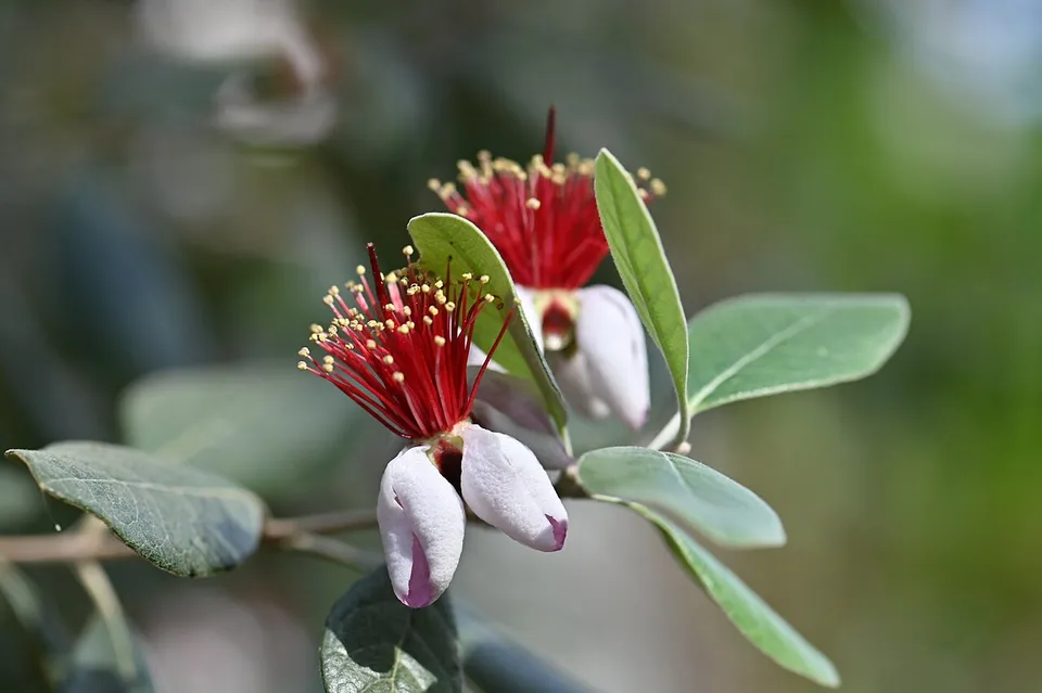 Feijoa sellowiana