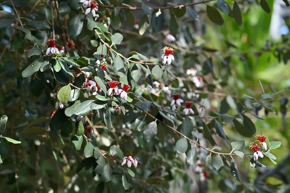 Feijoa sellowiana, foto 2