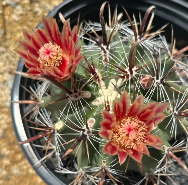 Ferocactus wislizeni, foto 2