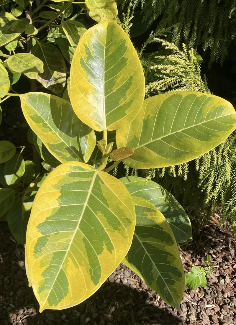 Ficus altissima ‘Yellow Gem’