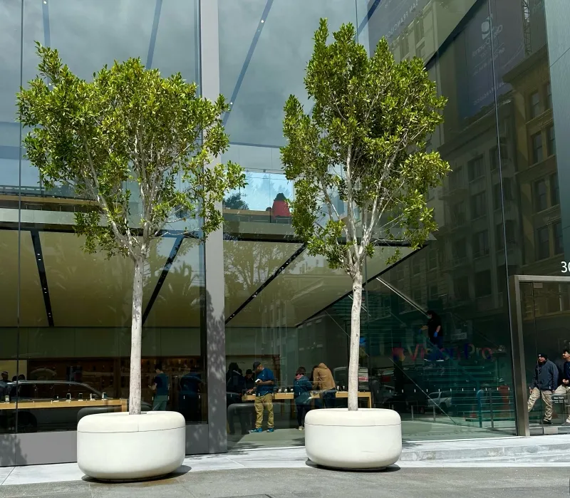 Ficus microcarpa ‘Nitida’