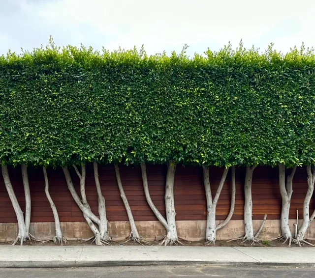 Ficus microcarpa ‘Nitida’, foto 2