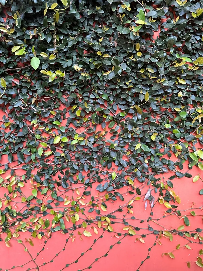 Ficus pumila, foto 3