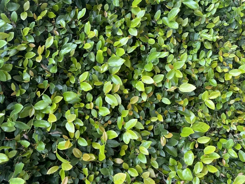 Ficus pumila, foto 4