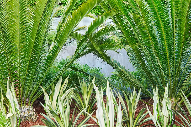 Furcraea foetida ‘Variegata’