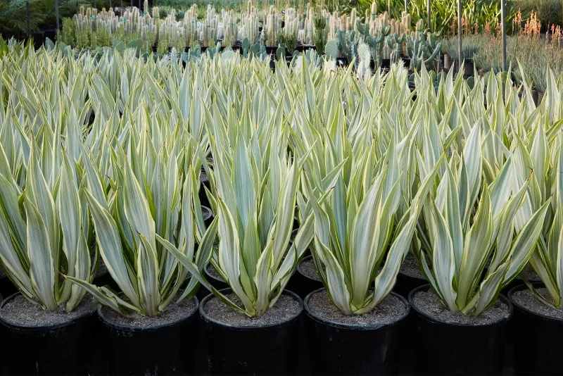 Furcraea foetida ‘Variegata’, foto 2