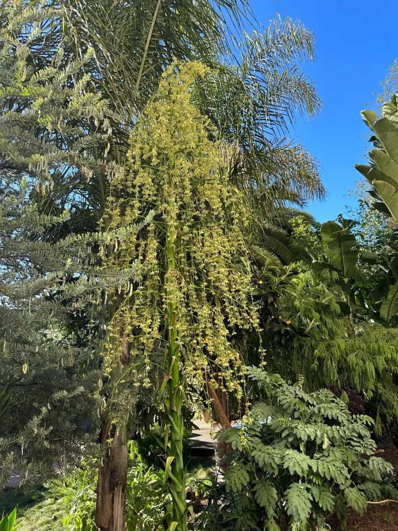 Furcraea parmentieri, photo 2