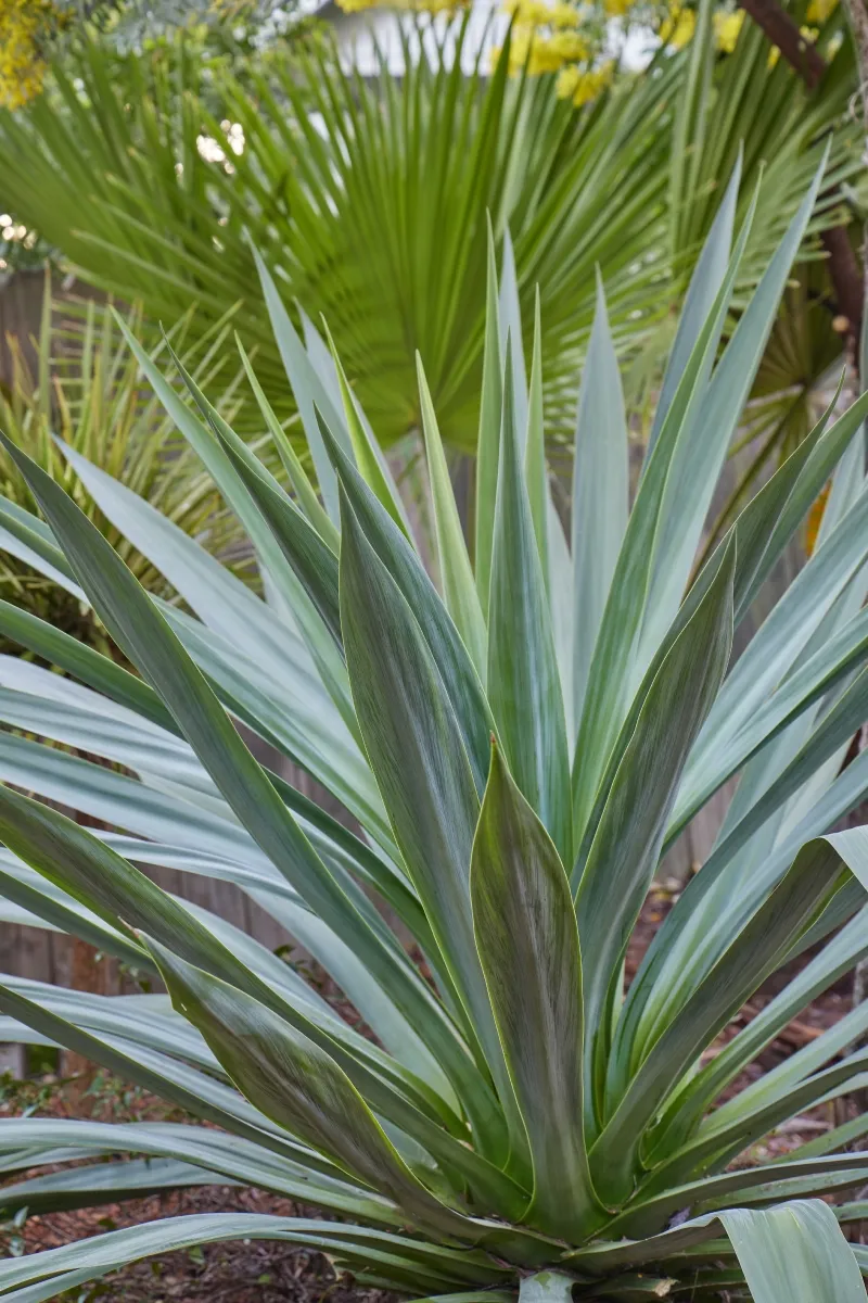 Furcraea parmentieri, photo 3