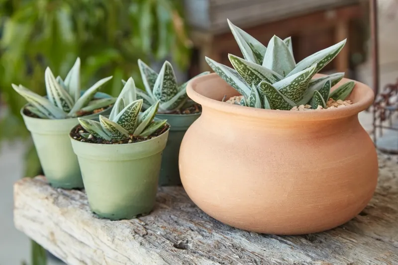 Gasteraloe ‘Green Ice’