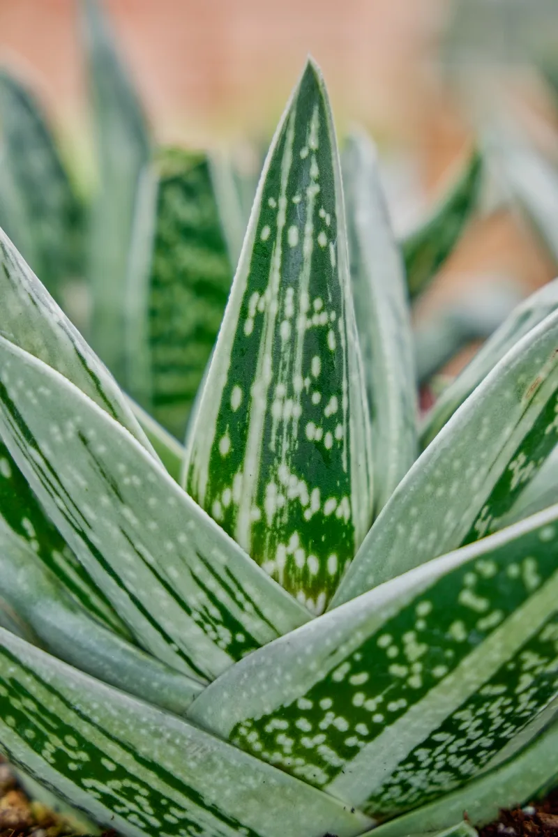 Gasteraloe ‘Green Ice’, foto 2