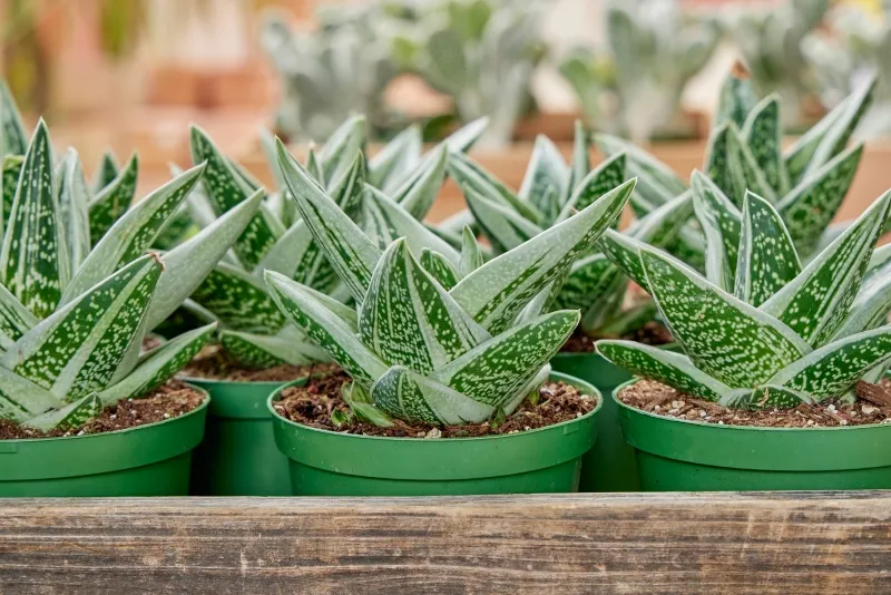 Gasteraloe ‘Green Ice’, foto 3