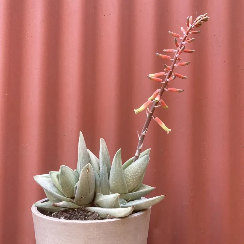 Gasteraloe ‘Green Ice’, foto 4