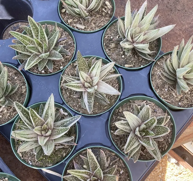 Gasteraloe ‘Spirit of 88’