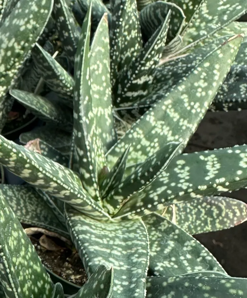 Gasteria acinacifolia, foto 2