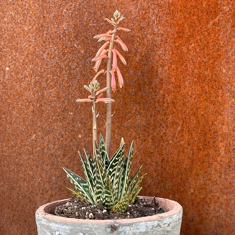 Gonialoe variegata