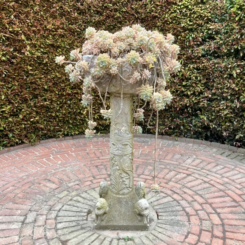 Graptopetalum paraguayense, foto 2