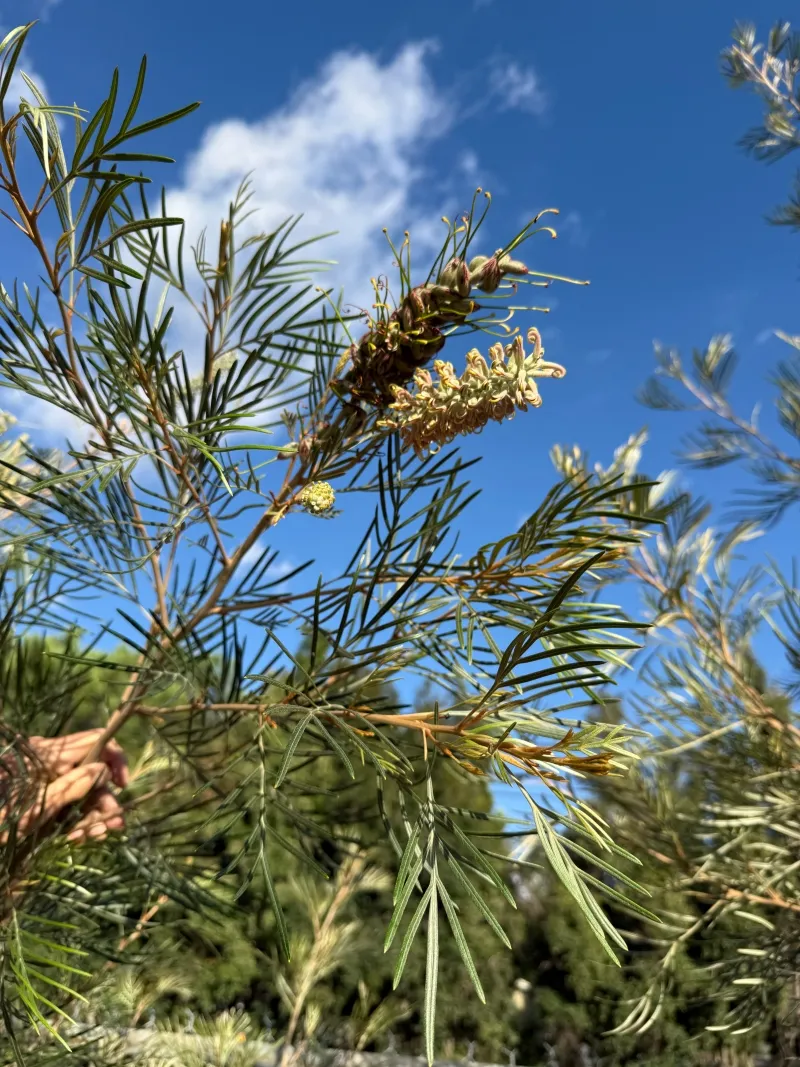 Grevillea ‘Amber Passion’ grafted
