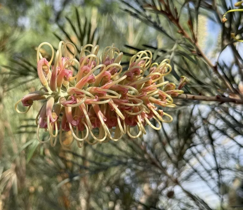 Grevillea ‘Amber Passion’ grafted, foto 2