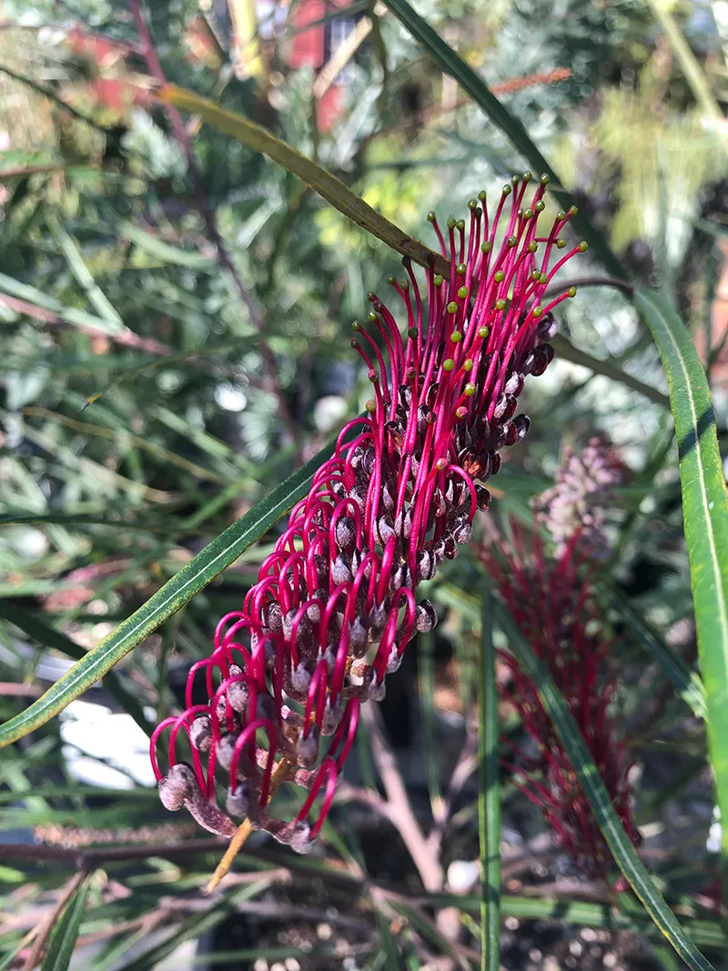 Grevillea asplenifolia