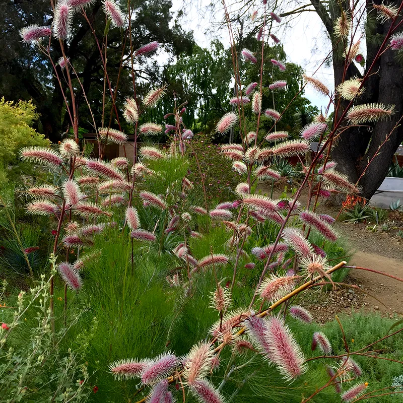 Grevillea ‘Big Bird’