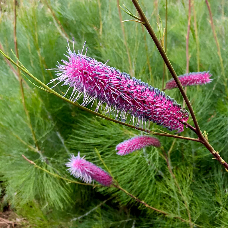 Grevillea ‘Big Bird’, foto 2
