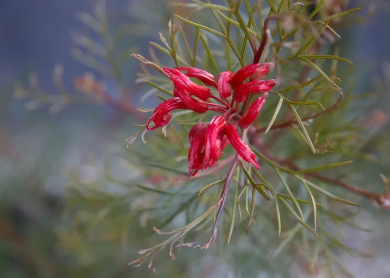 Grevillea ‘Bonfire’