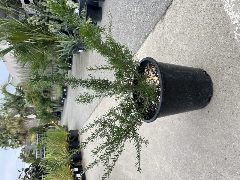 Grevillea ‘Canberra Gem’