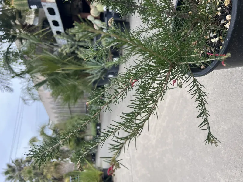 Grevillea ‘Canberra Gem’, foto 2
