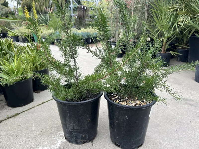 Grevillea ‘Canberra Gem’, foto 3
