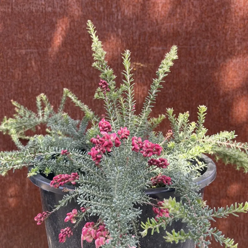 Grevillea ‘Coastal Gem’