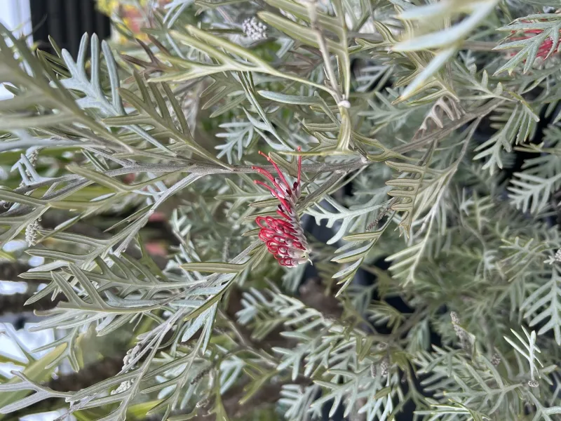 Grevillea ‘Eternal Blaze’