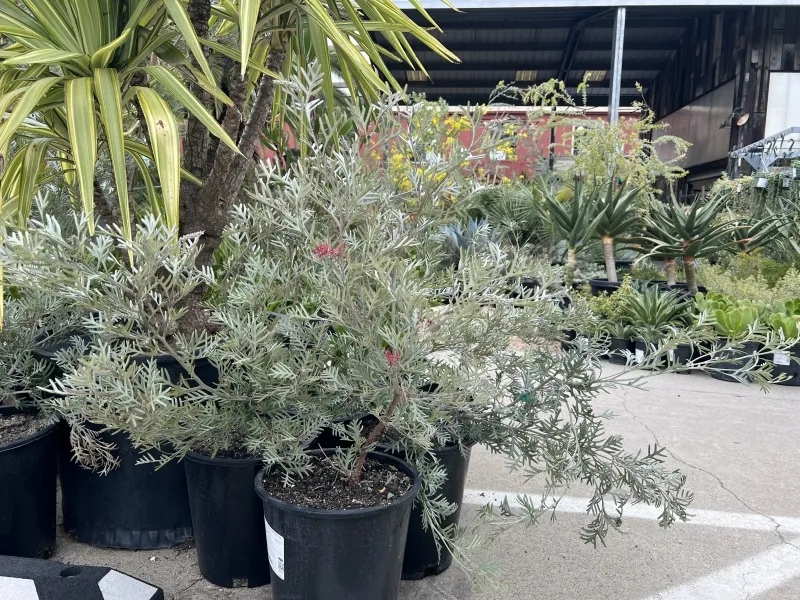 Grevillea ‘Eternal Blaze’, foto 2