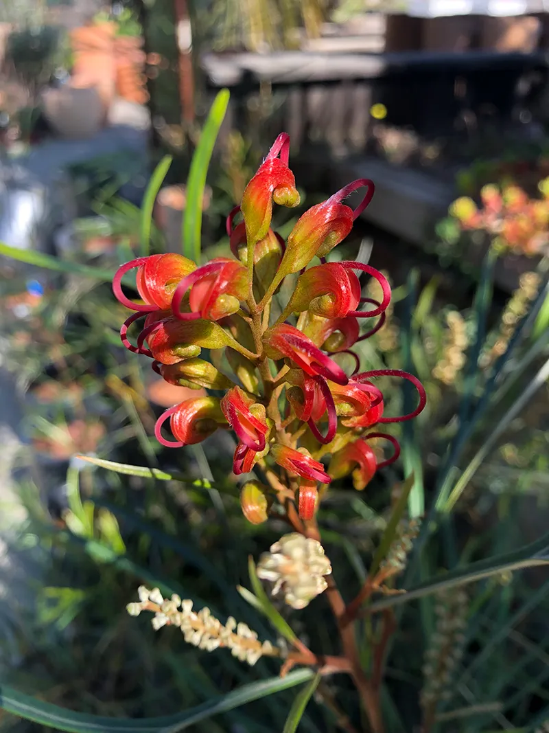 Grevillea ‘Firesprite’