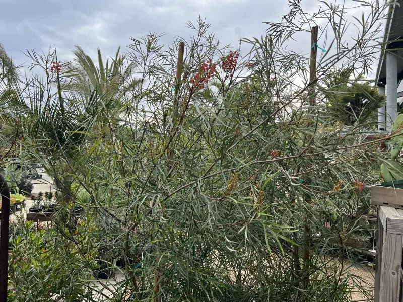 Grevillea ‘Firesprite’, foto 2