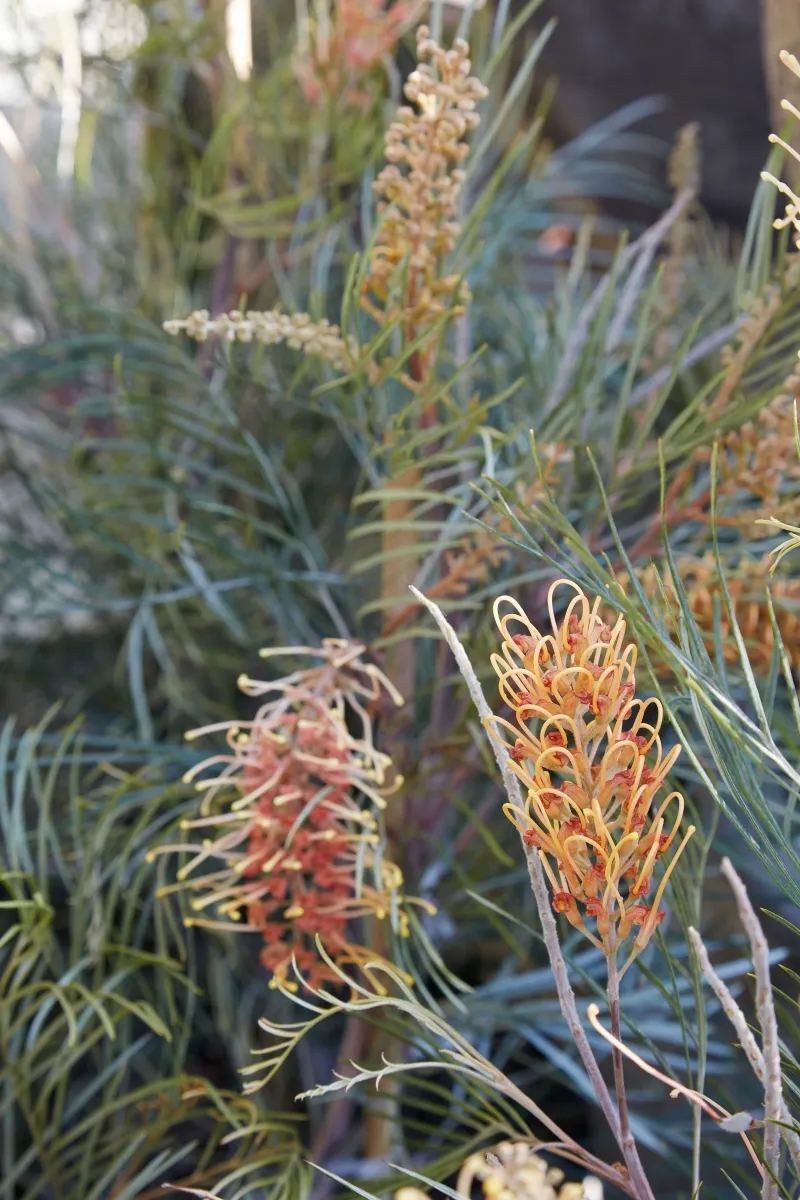 Grevillea ‘Honey Gem’