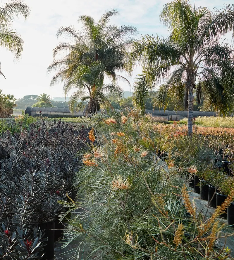 Grevillea ‘Honey Gem’, foto 2