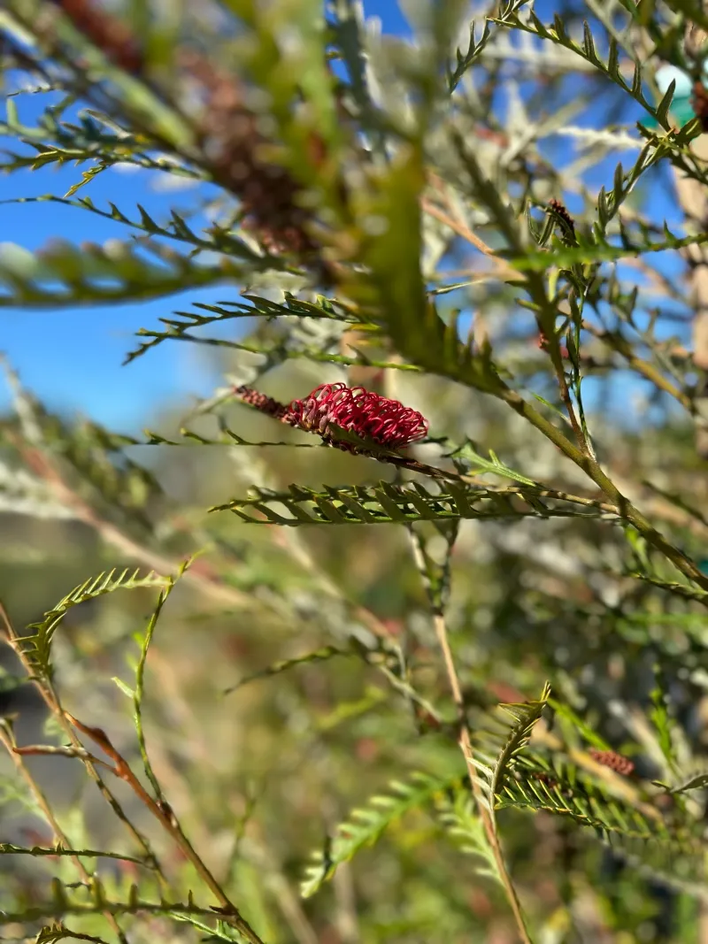 Grevillea ‘Ivanhoe’