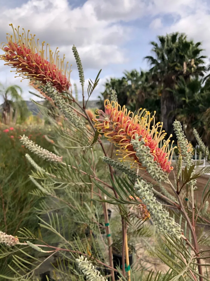 Grevillea ‘Kay Williams’