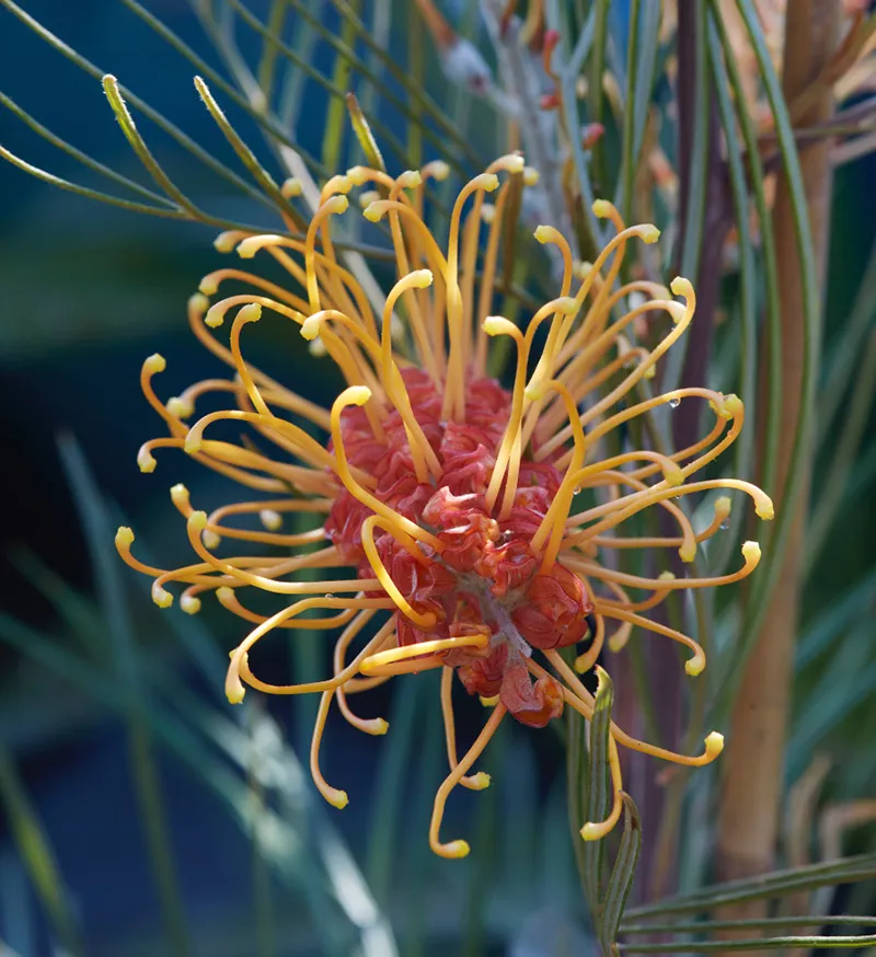 Grevillea ‘Little Honey’