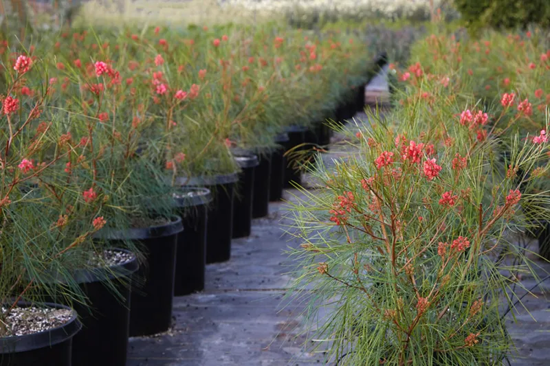 Grevillea ‘Long John’